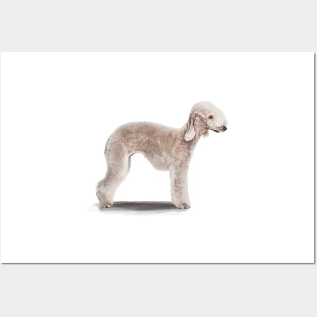 The Bedlington Terrier Dog Wall Art by Elspeth Rose Design